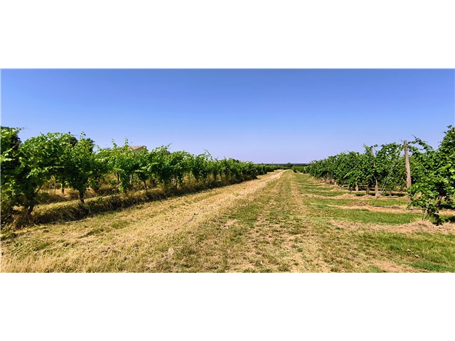 **Terreno Agricolo in Vendita a Villagrappa - Un'Occasione Unica!**<br />
Scopri questo splendido terreno di 18.000 mq situato in località Villagrappa. Questo appezzamento è perfetto per chi desidera investire nel settore agricolo, grazie alla sua coltivazione attuale di mq 18.000 di vigna con relativi diritti e quasi 1.000 mq di coltivazione seminativa inclusi nella vendita. Le condizioni del terreno e della vigna sono ottime, il terreno è in piano e con utenze già presenti, ideale per sviluppare progetti agricoli.<br />
La posizione è strategica, a soli 5 km dal nucleo urbano più vicino, con accesso diretto a una strada cittadina che facilita il collegamento con i principali servizi. Questo terreno, non edificabile e destinato all'agricoltura, offre un'opportunità imperdibile per chi desidera coltivare la propria passione o avviare un'attività agricola. Non lasciarti sfuggire questa occasione: contattaci per maggiori informazioni e per organizzare una visita!